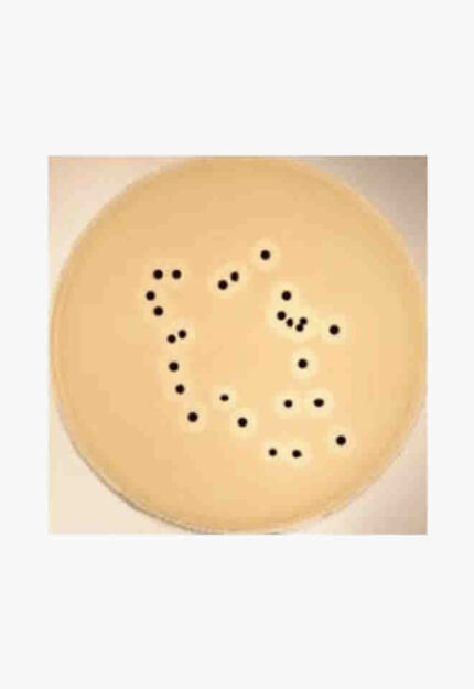 Baird-Parker Agar, 500g