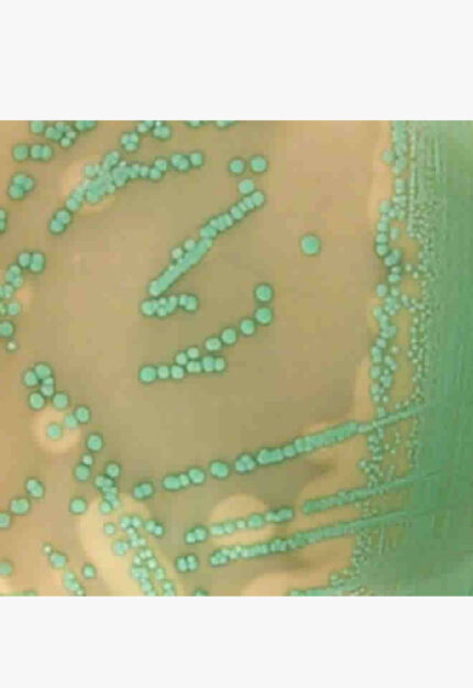 Listeria Chromogenic Selective Supplement, 500ml
